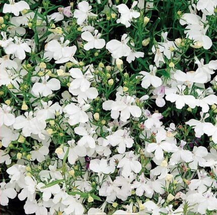 White Cascade Garden Lobelia Seeds