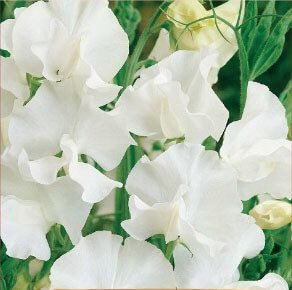 White Ensign Sweet Pea Seeds White Ensign Sweet Pea Seeds