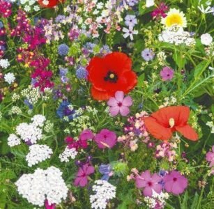 Wild Flowers Flower Mix Seeds