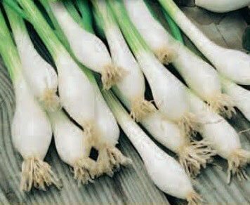 Witte Van Lissabon Organic Spring Onion