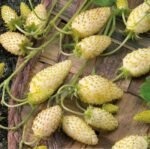Yellow Cream Wild Strawberry Seeds