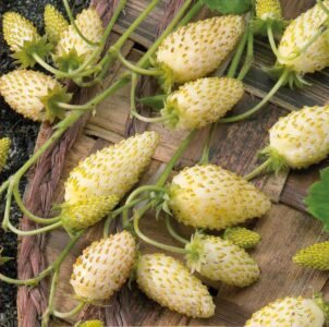 Yellow Cream Wild Strawberry Seeds