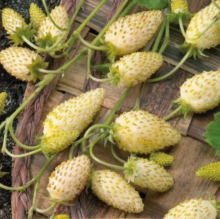 Yellow Cream Wild Strawberry Seeds