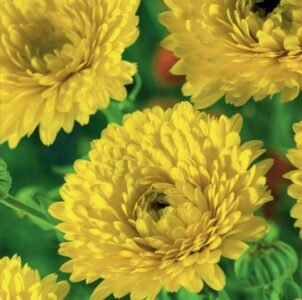 Yellow Gitana Pot Marigold Seeds