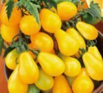 Yellow Pearshaped Tomato Seeds