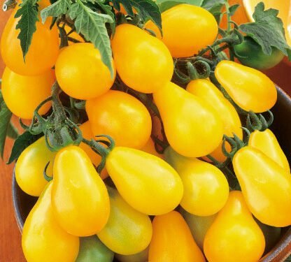 Yellow Pearshaped Tomato Seeds