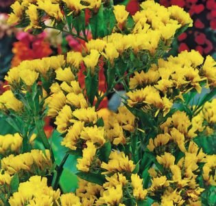 Yellow Statice Seeds