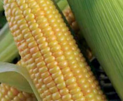 Zlota Karlowa Sweet Corn Seeds