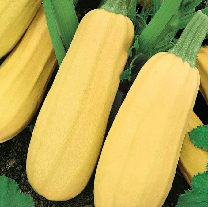 Zloty Cepelin Marrow Seeds Zloty Cepelin Marrow Seeds