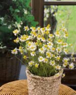 Zloty Lan Chamomile Seeds