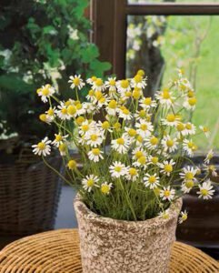 Zloty Lan Chamomile Seeds