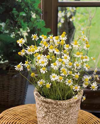 Zloty Lan Chamomile Seeds