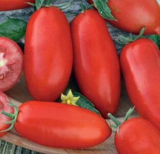 Zyska Tomato Seeds