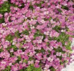 Rosea Alpine Rockcress Seeds
