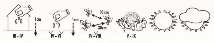 Arax Chinese Cabbage Seeds - Image 2