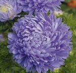 Paeony Light Blue China Aster Seeds