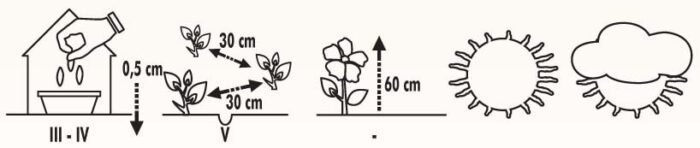 Bells Of Ireland Flower Seeds - Image 2