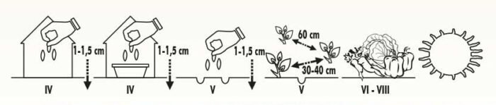 Cezar Broccoli Seeds - Image 2