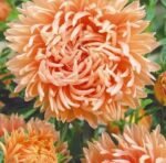 Paeony Peach China Aster Seeds
