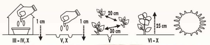 Teisa Stars Dwarf China Aster Seeds - Image 2
