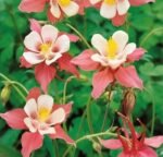 Koralle Columbine Flower Seeds