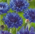 Blue Diadem Cornflower Seeds