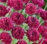 Red Ball Cornflower Seeds