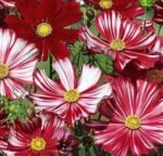 Velouette Garden Cosmos Seeds