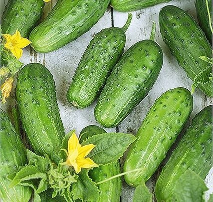 cucumber-gherkin-anulka-h1 Anulka H Gherkin Cucumber Seeds - Image 1