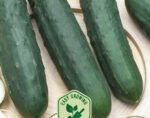 Marketer Cucumber Seeds