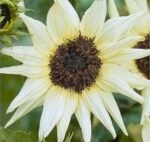Ice Cream Cucumberleaf Sunflower Seeds