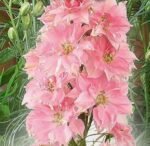 Rose Queen Giant Larkspur Flower Seeds