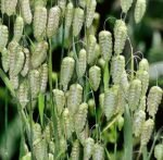 Greater Quaking Grass Seeds
