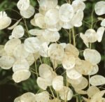 Honesty Seeds