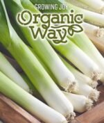 Gigante de Inverno 2 Organic Leek Seeds