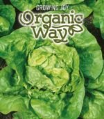 Kagraner Sommer 2 Organic Lettuce Seeds