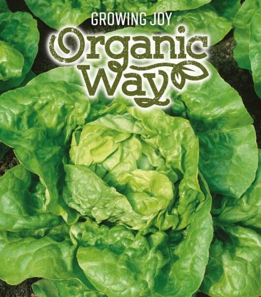 lettuce-kagraner-sommer-21 Kagraner Sommer 2 Organic Lettuce Seeds - Image 1