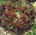 Lollo Rossa Lettuce Seeds