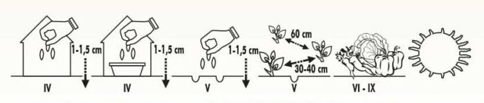 Lucky H Broccoli Seeds - Image 2