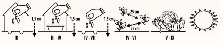Luna Kohlrabi Seeds - Image 2