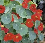 Baby Red Dwarf Nasturtium Seeds