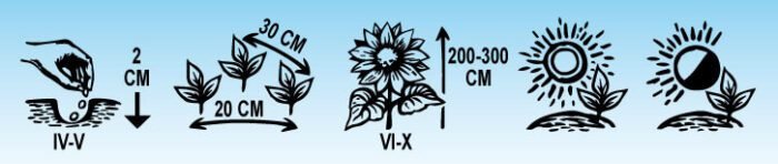 Gleam Hybrids Nasturtium Flower Seeds - Image 2