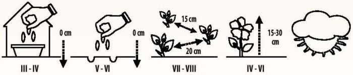 Nepal Primrose Drustick Seeds - Image 2