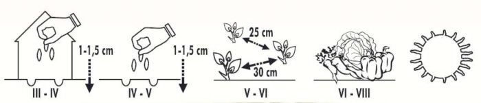 Nuance Endive Seeds - Image 2