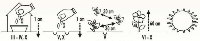 Kralen China Aster Mix Seeds - Image 2