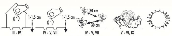 Palla Rossa 3 Chicorium Endivia Seeds - Image 2