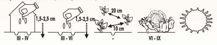 parade-spring-onion-growing-time-jpg Parade Spring Onion Seeds - Image 2