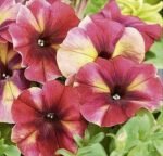 Shake Raspberry H Multiflora Petunia Seeds