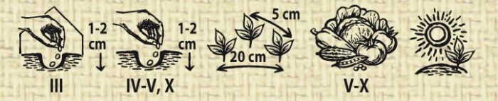 Gigante D'Italia Organic Parsley Seeds - Image 2