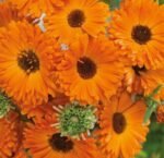 Geisha Girl Pot Marigold Seeds